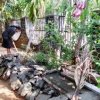 Home gardening program implemented in the office premises